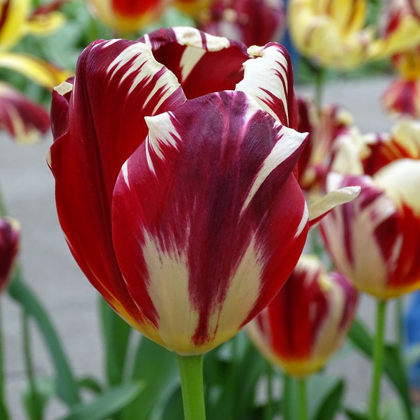 Tulipe triomphe Grand Perfection (Flowering)