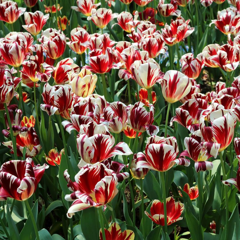 Tulipe triomphe Grand Perfection (Plant habit)