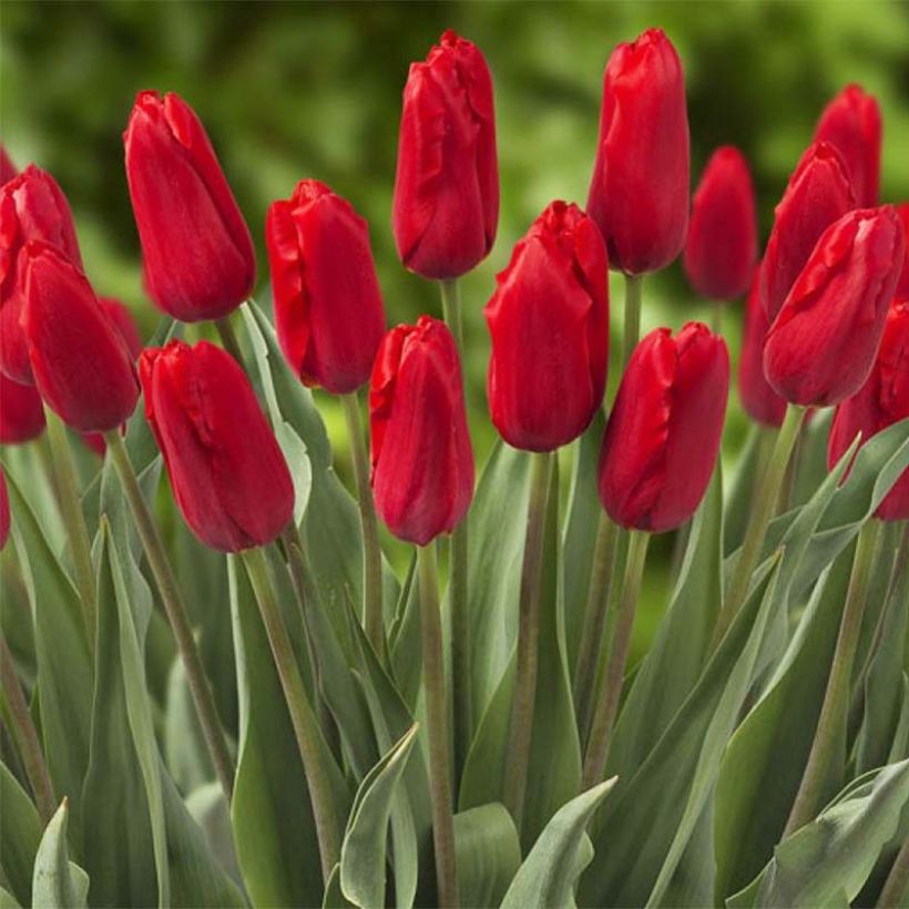 Tulipe triomphe Red Proud (Flowering)