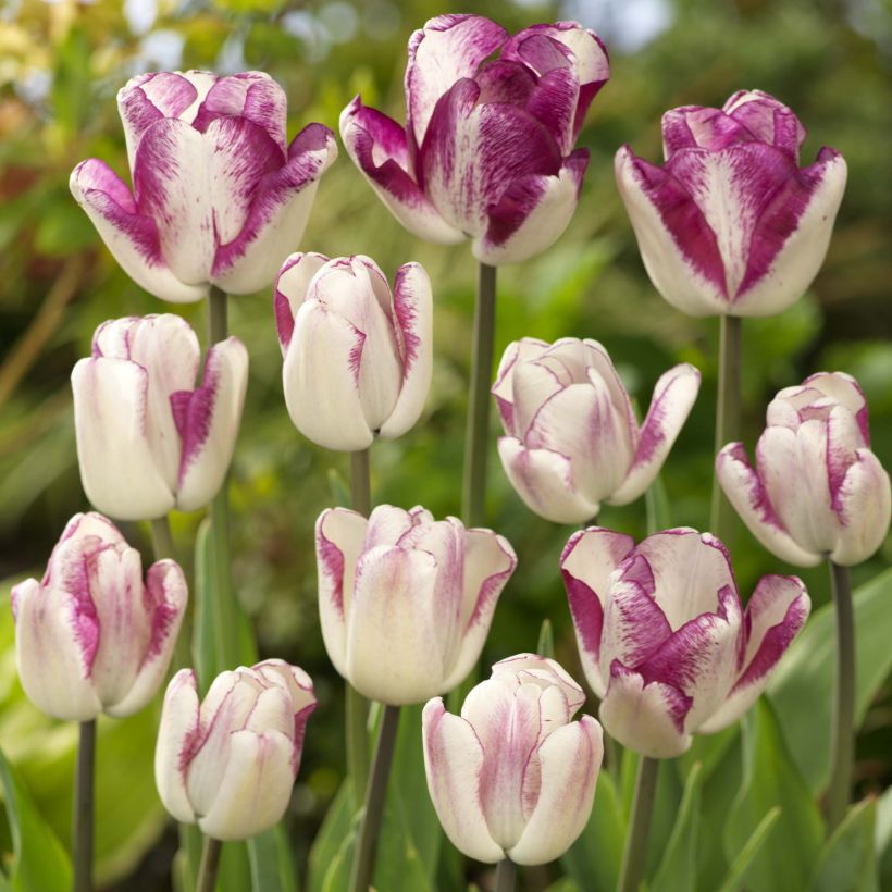 Tulipe triomphe Shiun (Flowering)