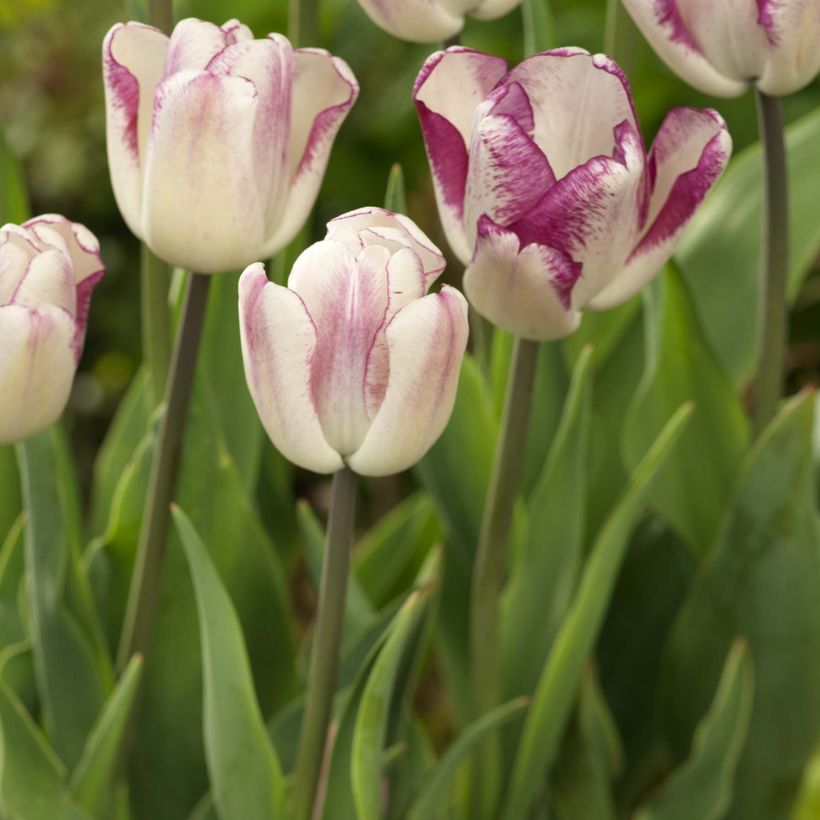 Tulipe triomphe Shiun (Plant habit)