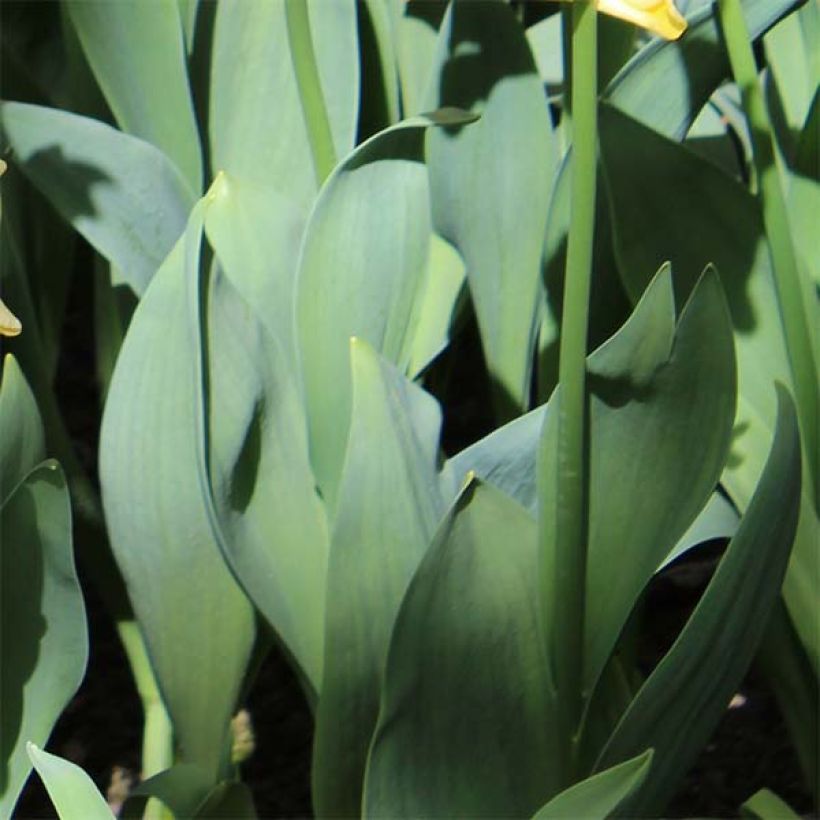 Tulipe Triomphe Yellow Crown (Foliage)