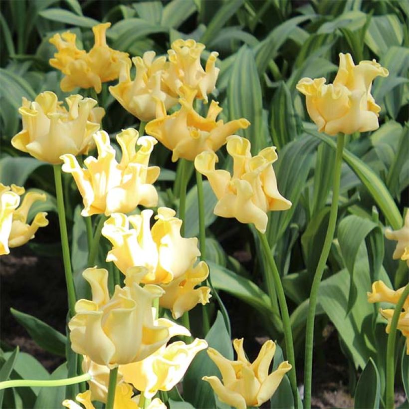 Tulipe Triomphe Yellow Crown (Flowering)