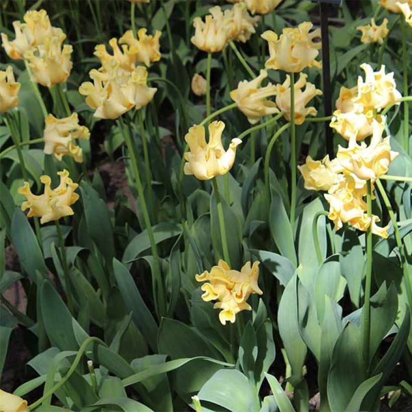 Tulipe Triomphe Yellow Crown (Plant habit)