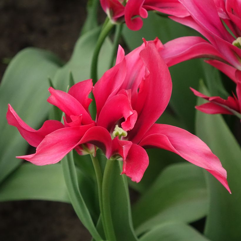 Tulipe viridiflora Doll's Minuet (Flowering)