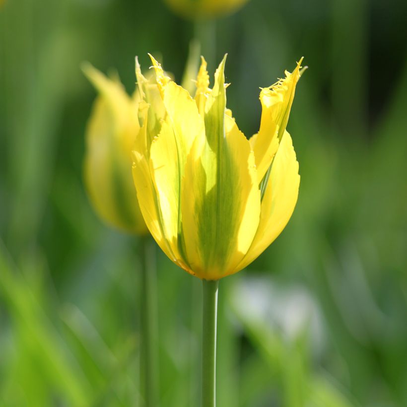 Tulipe viridiflora Green Mile (Floraison)