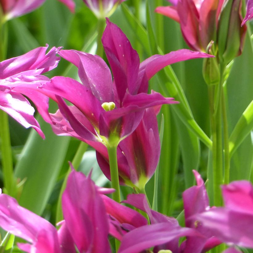 Tulipe viridiflora Purple Doll (Flowering)