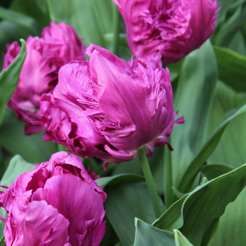 Tulipe Perroquet Parrot Prince (Floraison)