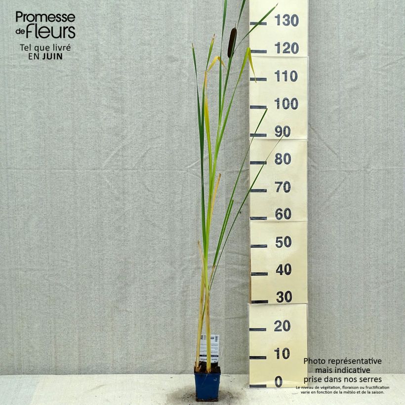 Spécimen de Typha angustifolia - Massette à feuilles étroites Godet de 8/9 cm tel que livré en été