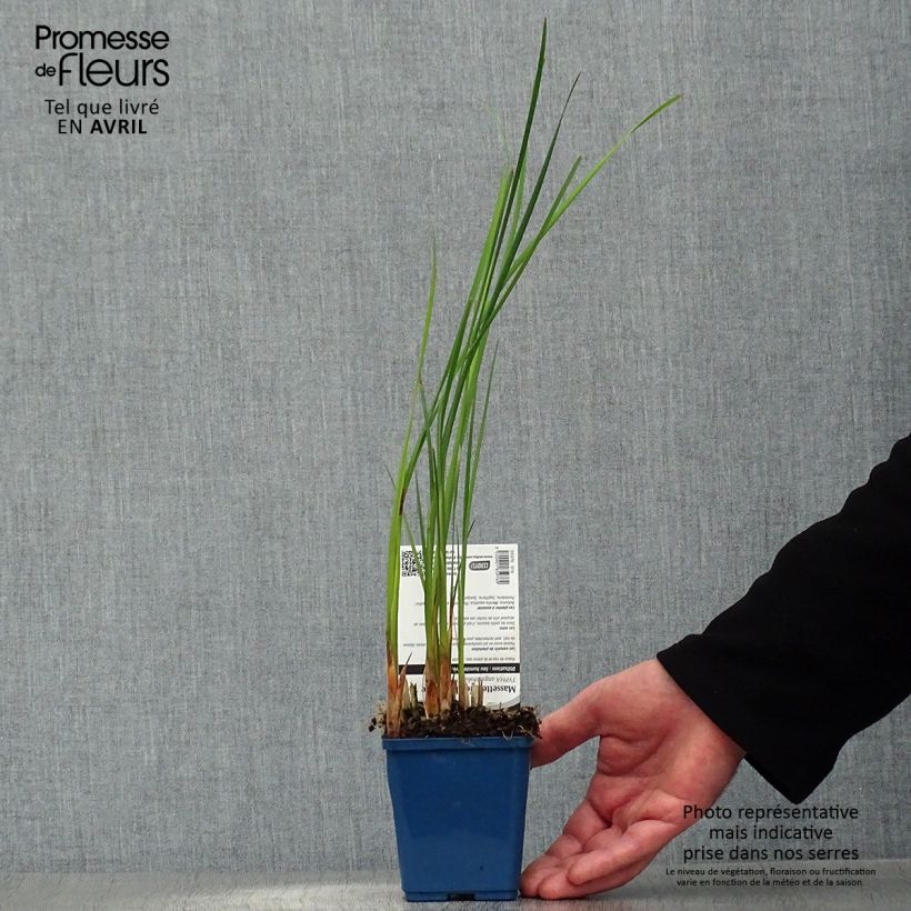 Example of Typha angustifolia - Massette à feuilles étroites Godet de 8/9 cm as you get in printemps