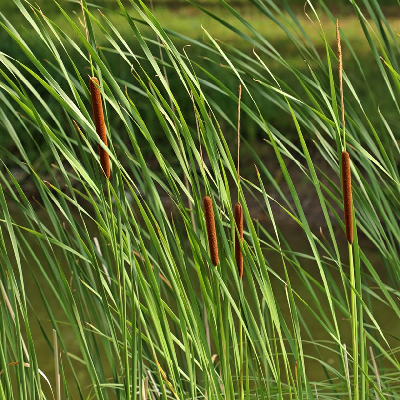 Typha angustifolia - Massette à feuilles étroites (Foliage)