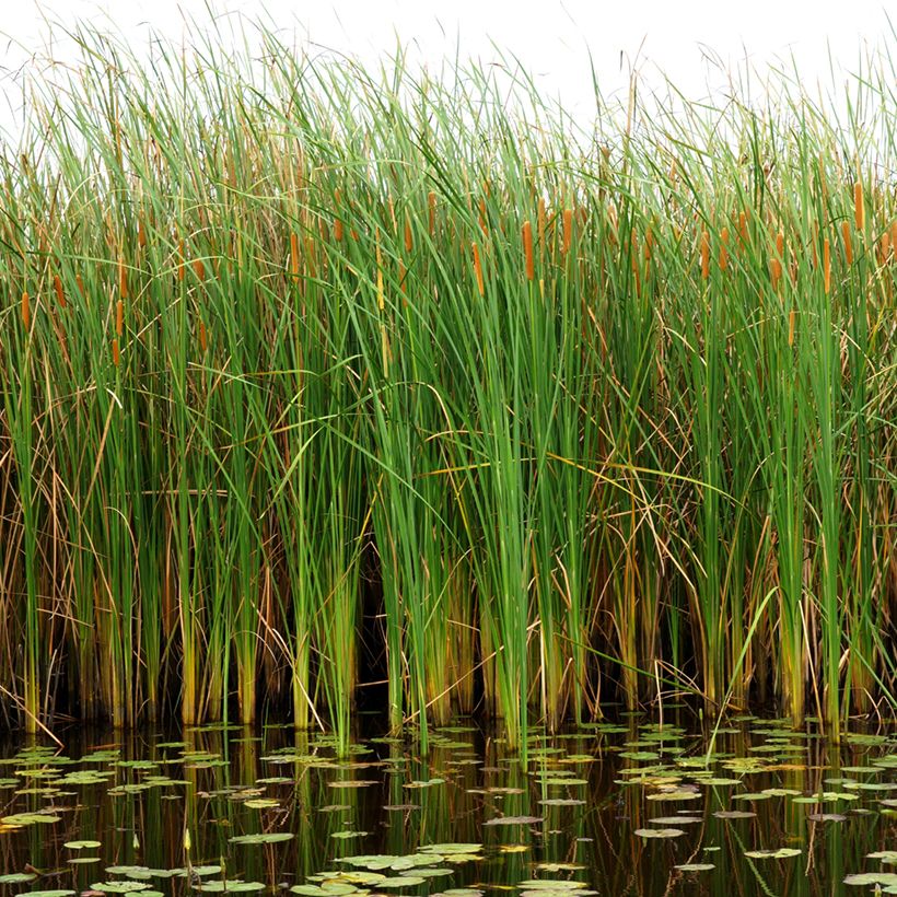 Typha angustifolia - Massette à feuilles étroites (Plant habit)