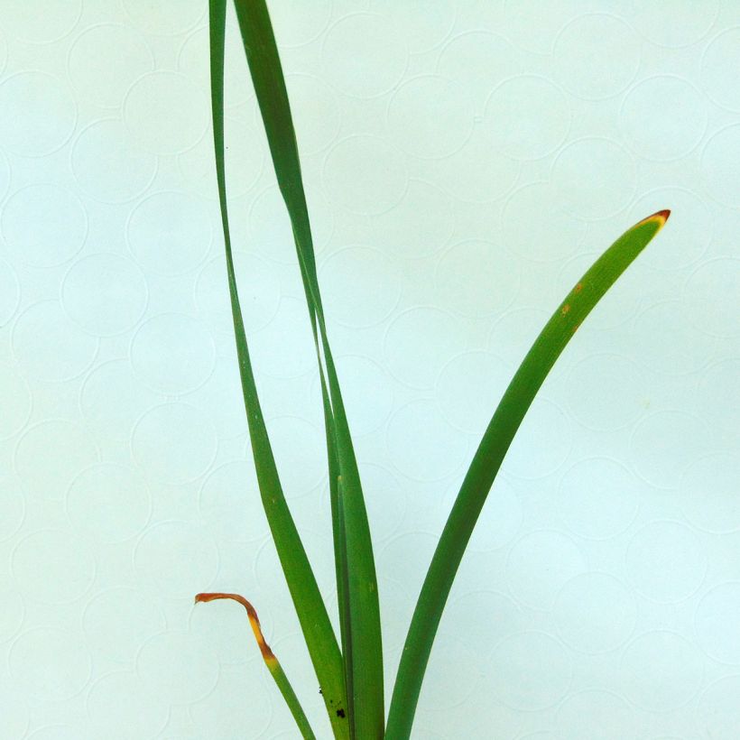 Typha latifolia, Massette (Foliage)
