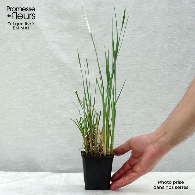 Example of Typha latifolia, Massette Godet de 8/9 cm as you get in printemps