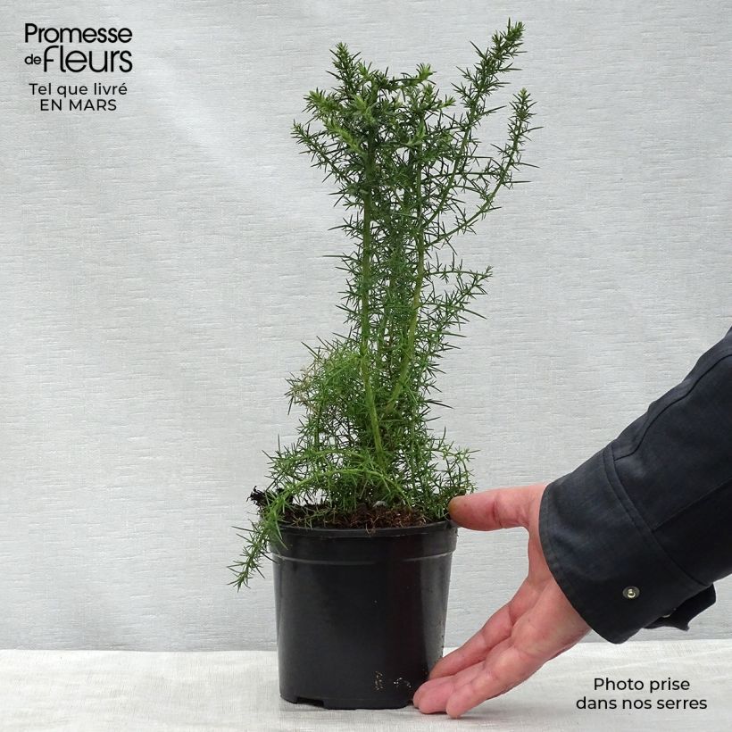 Example of Ulex europaeus - Ajonc commun Pot de 1L/1,5L as you get in printemps