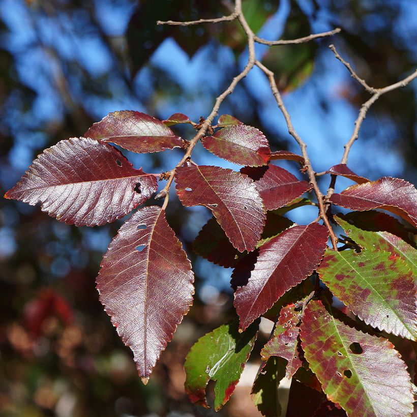 Ulmus Frontier - Orme hybride (Foliage)