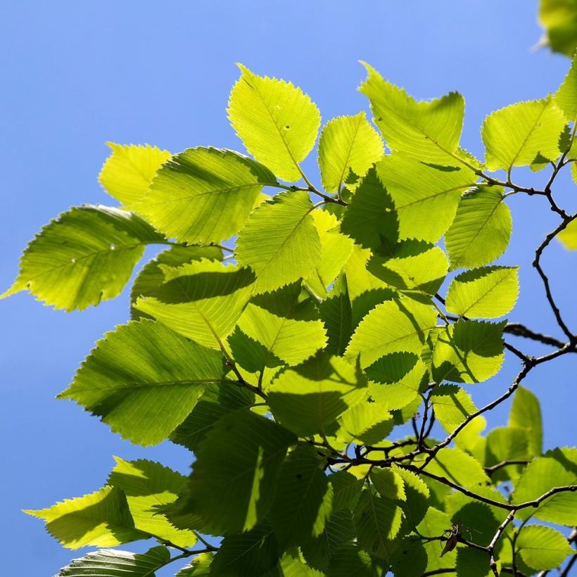 Ulmus carpinifolia Pendula - Orme pleureur (Foliage)