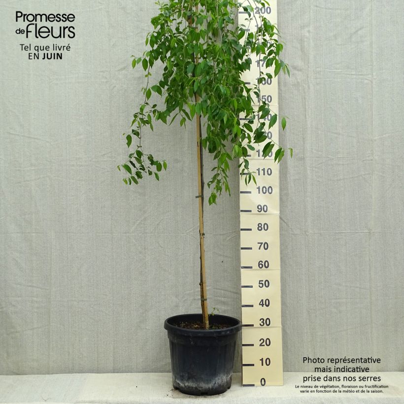 Example of Ulmus carpinifolia Pendula - Orme pleureur Pot de 30L/35L, Tige as you get in printemps