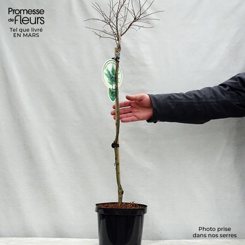 Example of Ulmus hollandica Jacqueline Hillier - Orme nain Pot de 4L/5L, Tige, Tige de 60 cm as you get in printemps