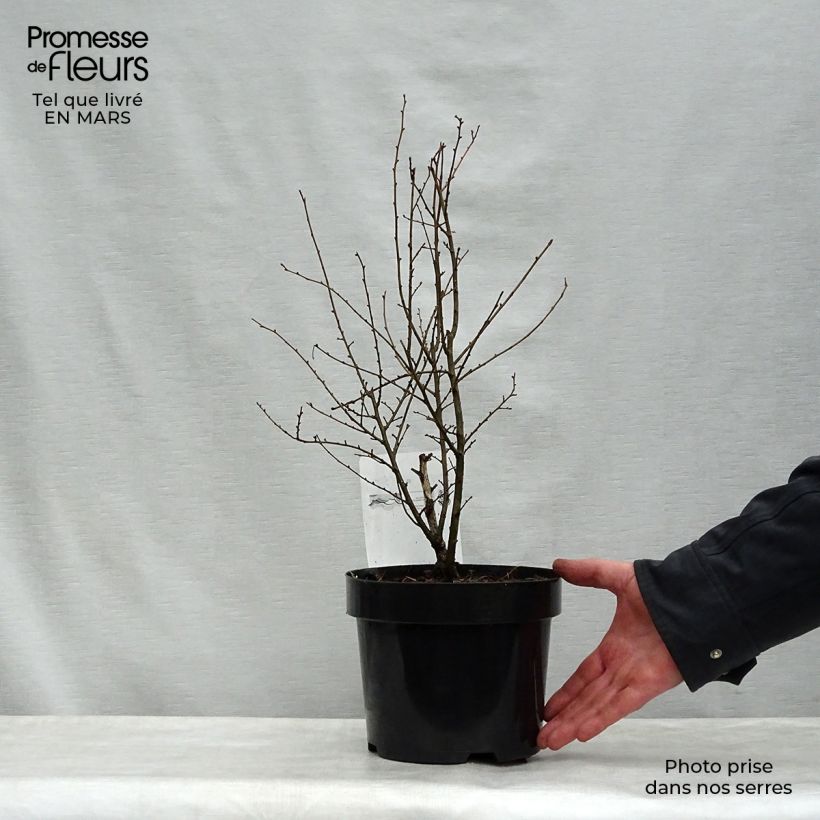 Example of Ulmus hollandica Wredei - Orme doré Pot de 3L/4L, Demi-Tige, greffé sur demi tige 1m. as you get in printemps