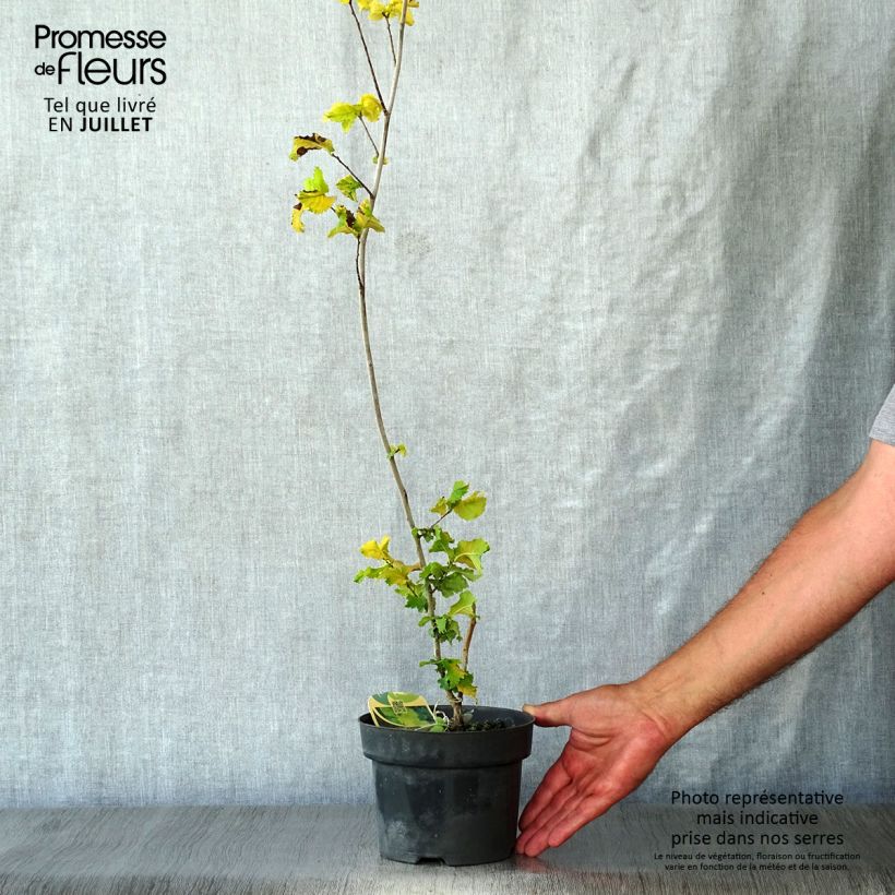 Spécimen de Ulmus hollandica Wredei - Orme doré Pot de 3L/4L, Demi-Tige, greffé sur demi tige 1m. tel que livré en été