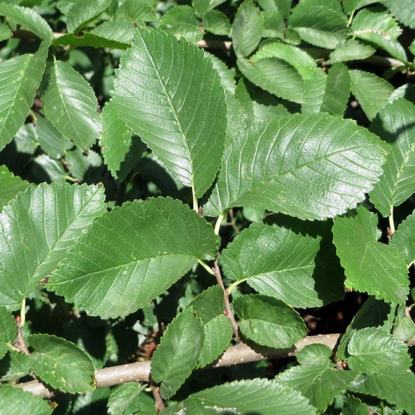 Ulmus minor - Orme champêtre (Foliage)