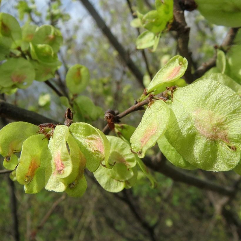 Ulmus minor - Orme champêtre (Harvest)