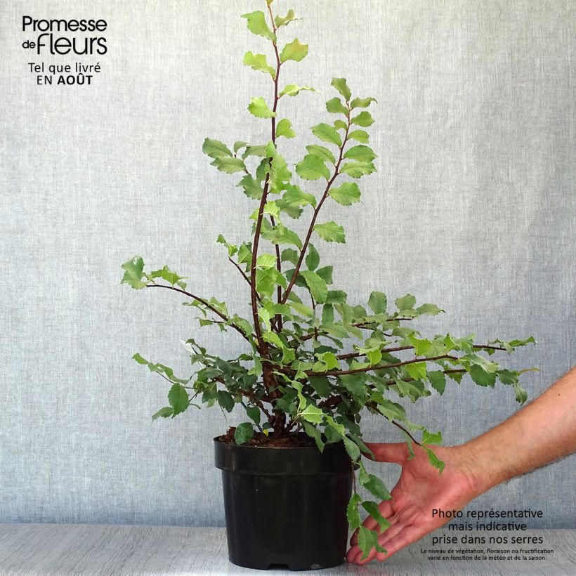 Spécimen de Ulmus minor suberosa - Orme champêtre Pot de 3L/4L tel que livré en été