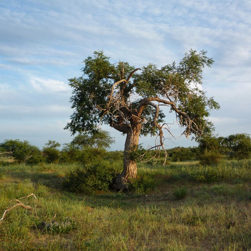Ulmus pumila - Orme de Sibérie (Plant habit)