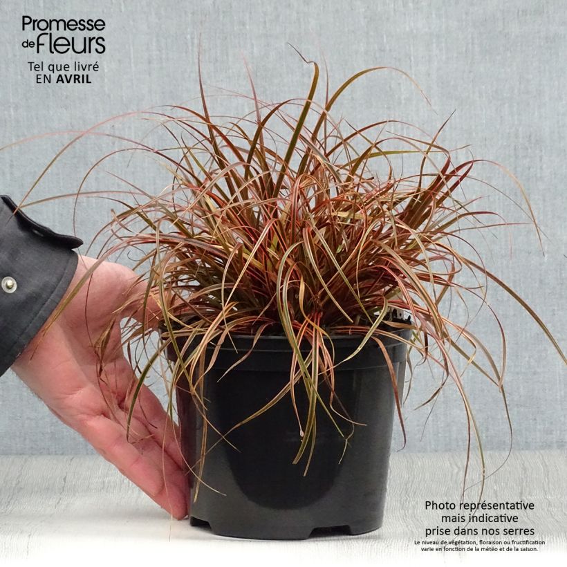 Example of Uncinia rubra Everflame Pot de 2L/3L as you get in printemps