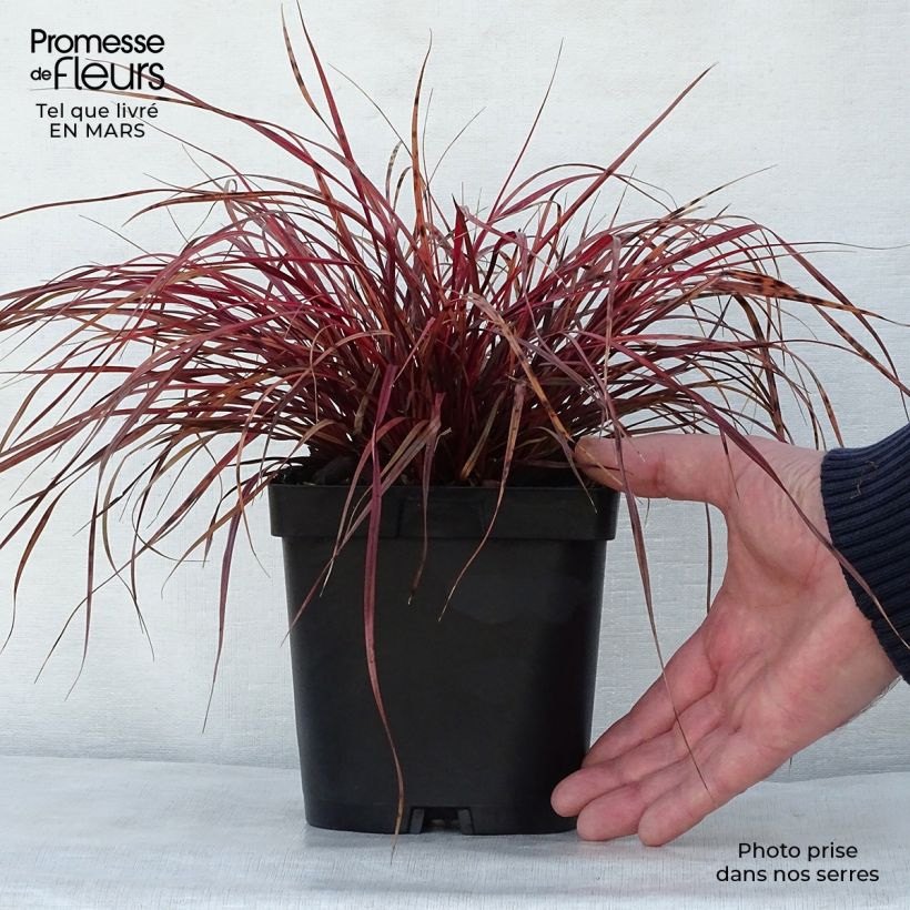Example of Uncinia rubra Pot de 2L/3L as you get in printemps