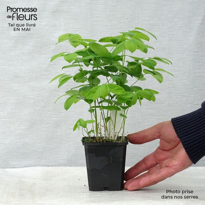 Example of Uvularia grandiflora Godet de 8/9 cm as you get in printemps