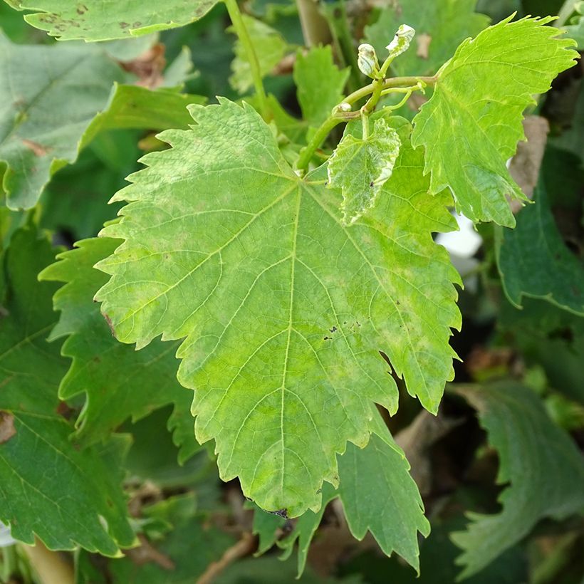 Vigne Alphonse Lavallée - Vitis vinifera  (Foliage)