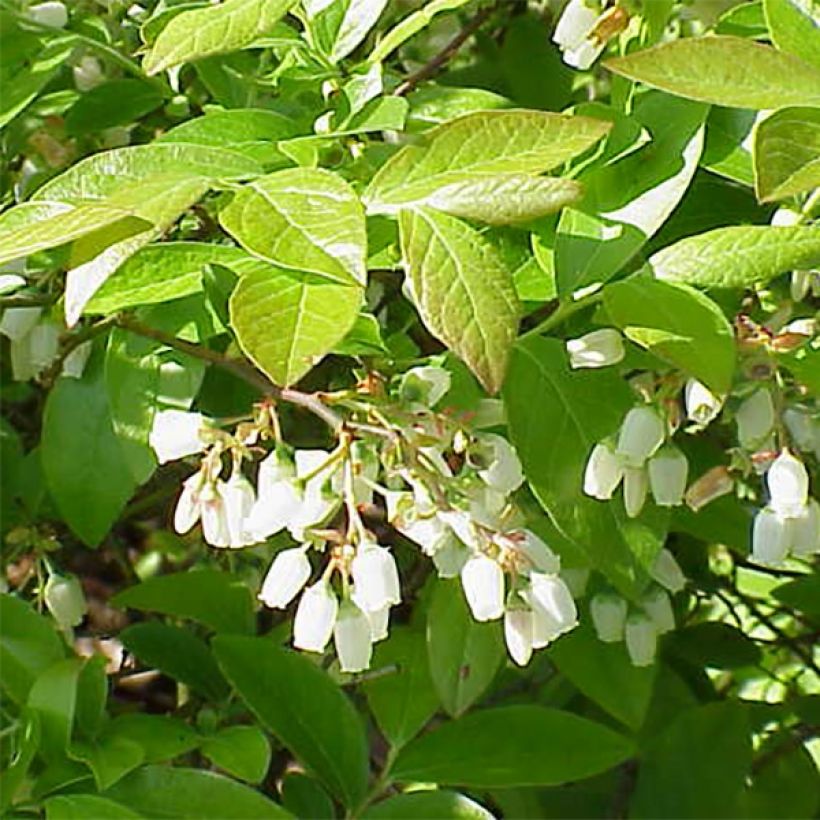 Myrtillier Chandler - Vaccinium corymbosum (Flowering)