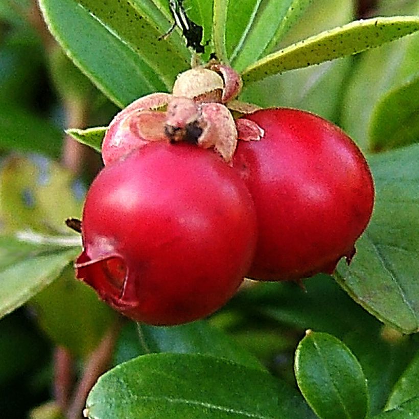 Canneberge - Cranberry - Vaccinium macrocarpon (Harvest)