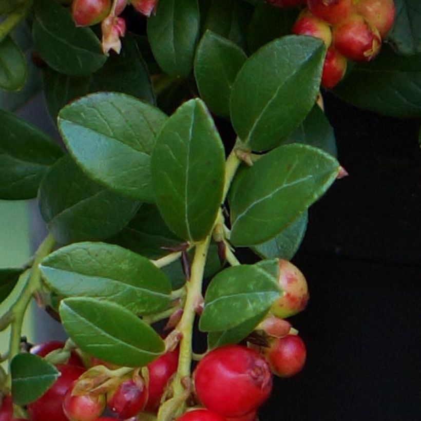 Vaccinium vitis-idaea Fireballs (Foliage)