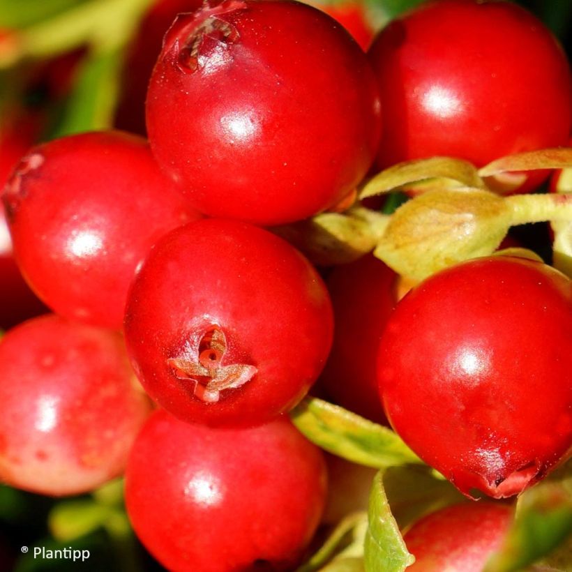 Vaccinium vitis-idaea Fireballs (Harvest)
