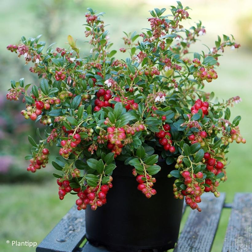 Vaccinium vitis-idaea Fireballs (Plant habit)