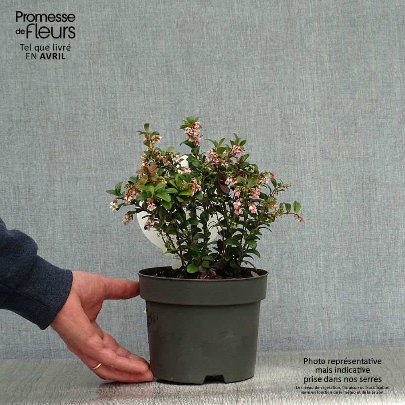Example of Vaccinium vitis-idaea Fireballs Pot de 2L/3L as you get in printemps