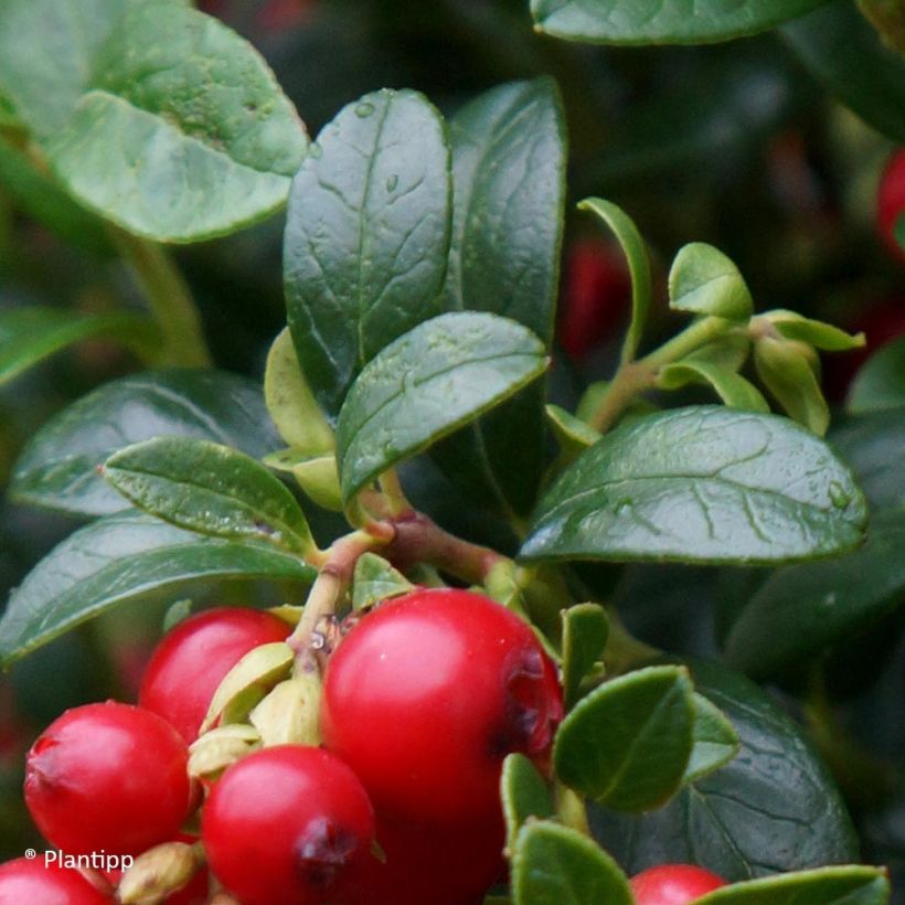 Vaccinium vitis-idaea Miss Cherry - Airelle rouge  (Foliage)