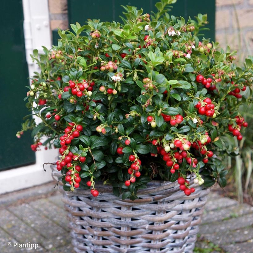 Vaccinium vitis-idaea Miss Cherry - Airelle rouge  (Plant habit)