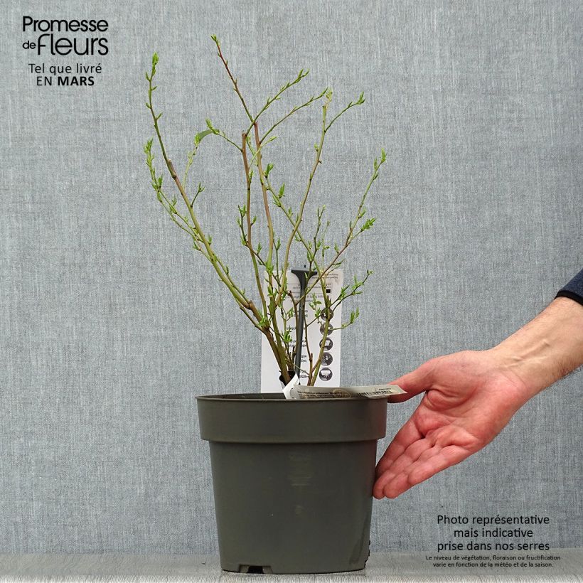 Example of Myrtillier Blue Crop - Vaccinum corymbosum  Pot de 4L/5L as you get in printemps