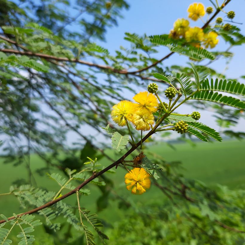 Vachellia farnesiana - Cassier (Floraison)