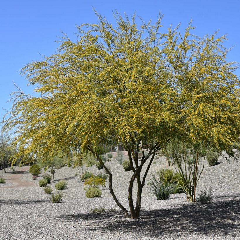 Vachellia farnesiana - Cassier (Port)