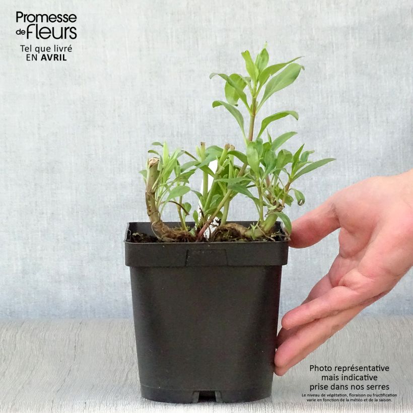 Example of Valériane des jardins - Centranthus ruber Pot de 2L/3L as you get in printemps