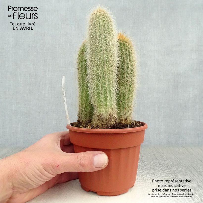 Example of Vatricania guentheri - Cactus cierge Pot de 12 cm / 13 cm as you get in printemps
