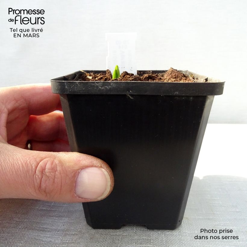 Example of Veratrum nigrum - Vératre noir Godet de 8/9 cm as you get in printemps