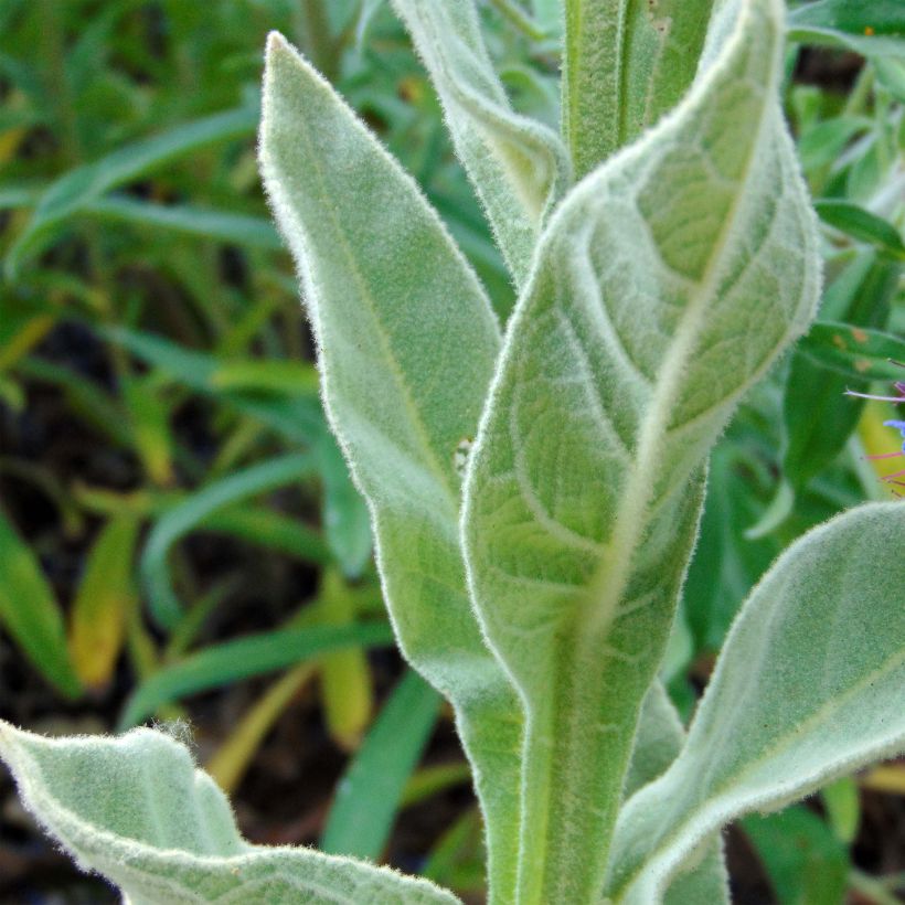 Verbascum thapsus - Molène Bouillon blanc (Foliage)