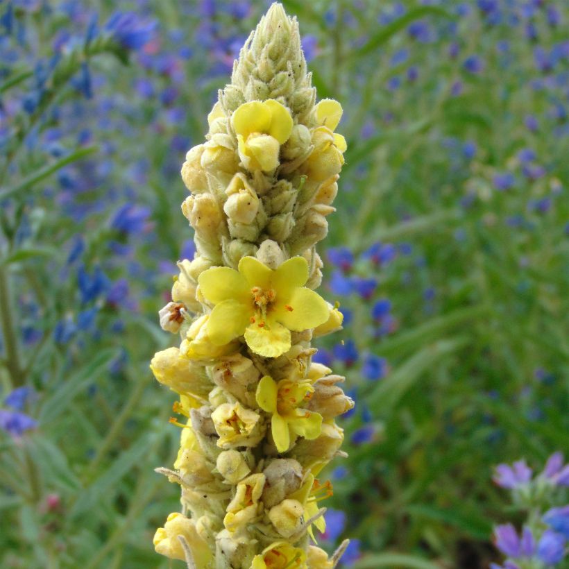 Verbascum thapsus - Molène Bouillon blanc (Flowering)