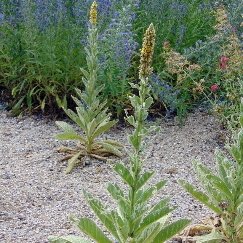 Verbascum thapsus - Molène Bouillon blanc (Plant habit)